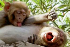 Предварительные ласки