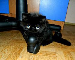 а я с вот этого балдею)) Экзот. Очень любят они людей.