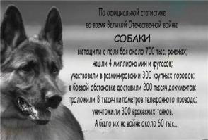 Собаки это последние Ангелы которые остались на земле !!!