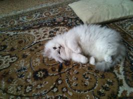 Глаза как глаза... У меня две котейки, 1 короткошёрстный британец, серенький. Малой. Так тож янтарные круглые глазки.
А вот постарше, тож бриташка, ток длинношёрстный.
Тут он малой ещё правда, уже подрос.