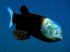 18 самых крупных обитателей океана