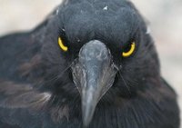 Голубей «натравили» на припаркованную иномарку
