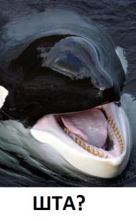 Дельфины и акулы