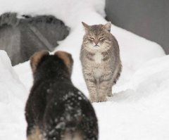 Драки котов подборки