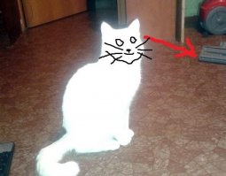 В какую сторону смотрит кот ?