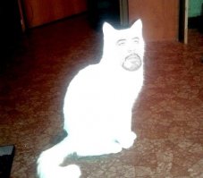 В какую сторону смотрит кот ?