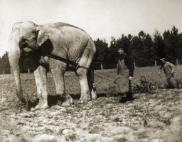 "Russian elephant is a best friend of Finnish elephant" (c)