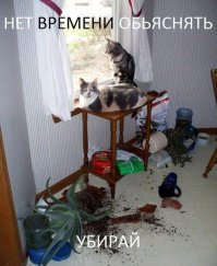 20 животных, которых можно только понять и простить 