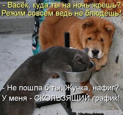 Это у тебя не кот автор, нормальные коты это те которых выводила природа а не человек со своими потными ручонками и имеют они шерсть разной окраски что бы ныкаться перед тем как захомячить добычу. У тебя то кок раз жертва потных человеческих ручонок, выведенная человеком порода. Был у тебя нормальный котэ то ****ец был бы твоим сурикатам.