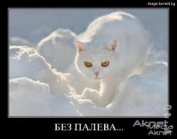 Жители Пушкино будут счастливы (утопическое эссе)