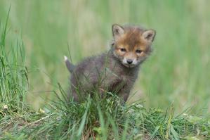 Фишкина солянка за 24.05.2014 