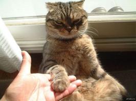 Коты загадочные существа! Возьмёшь кота породистого домой, будешь ухаживать, кормить, убирать, играть! Любить одним словом! А он мелочь пушистая (или лысая как у меня) себя королём чувствует!))) Хозяин ты типа ложись на диван и одеяло принеси а я тут устроюсь поудобнее... АТО УКУШУ!!! Или подберёшь кота на улице! и он не то что тебе благодарен... а как в анекдоте... в голодный год сам тебе принесёт мышь которую поймал! Типа поделиться!