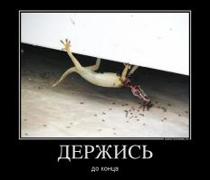 Демотиваторы 