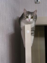 Отличительные черты кошек и собак в гифках и снимках