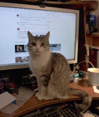 У меня вообще кошачий рай)