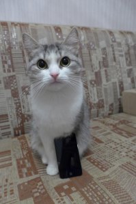 А мне нужно было сфоткать Ипод, котэ помог.