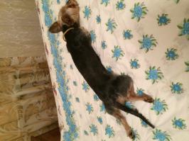 10 животных, которые могут спать где угодно и как угодно