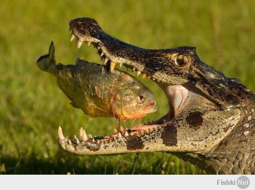 Крокодил попросил друга-рыбу посмотреть, что у него застряло между зубами!!!!