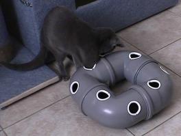 5 великолепных аксессуаров для ухода за домашними животными