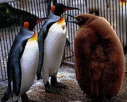 Королевские пингвины с детенышем