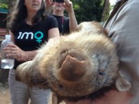 А это точно бобёр? Чё-т мне больше вомбата напоминает.