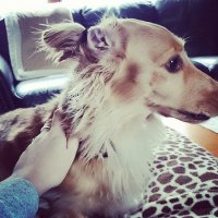 Для того, чтобы собака нормально могла видеть её стригут и расчесывают. К тому же собака подвижна и всякие "колтуны" и "резинки" только хуже делают.

Да, и вот на этом фото что именно мешает собаке нормально видеть? Или чем мешают уши?