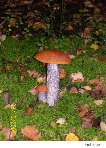 Лето, скорей бы лето!!