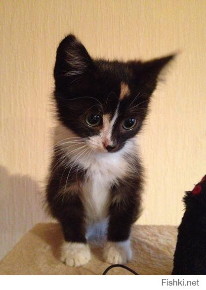 Вуаля :) Есть намного больше :))