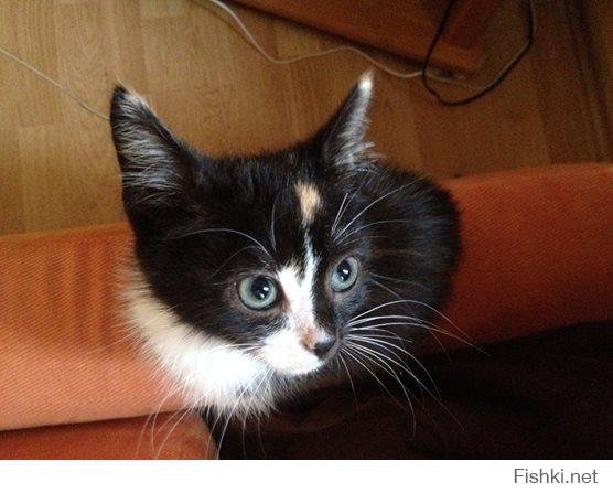 Вуаля :) Есть намного больше :))