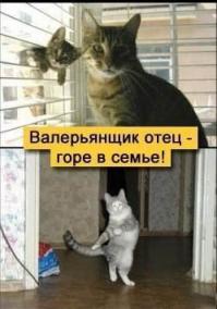 Нормальный деревенский кот