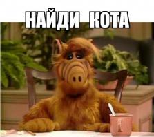 Куда исчезают коты