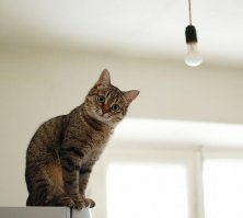 Сибирская история