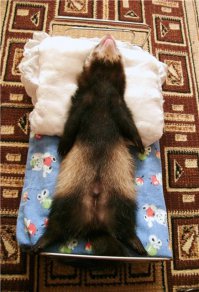 Хорек атакует