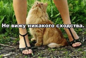 Влажные киски)