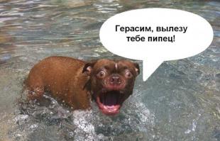 Влажные киски)