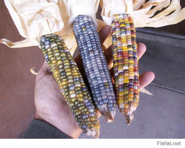 Собран новый урожай знаменитой цветной кукурузы, ставшей настоящей интернет-сенсацией в 2012 году. Этот сорт вывел американский фермер Карл Барнс в штате Оклахома.
Зерна кукурузы получаются настолько яркими что больше похожи на стеклянные бусы или драгоценные камни.
Кукуруза «Glass Gem» дает большое разнообразие полупрозрачных початков самых невероятных цветов. И каждый из них – уникален.