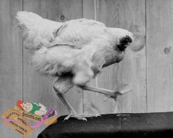 Подборка - В капюшоне как в танке 