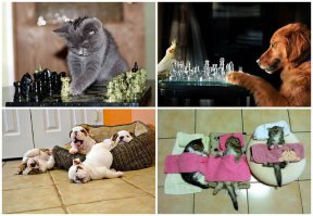 9 котов, которые еще не разобрались со своим отношением к собакам