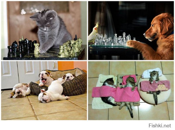 9 котов, которые еще не разобрались со своим отношением к собакам