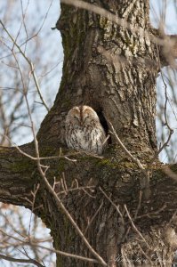 В Москве тоже живут совы )))