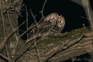 Моя дачная гостья