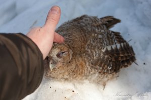 Моя дачная гостья