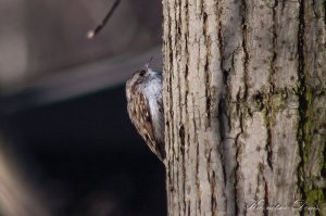 Это тоже Пищуха.