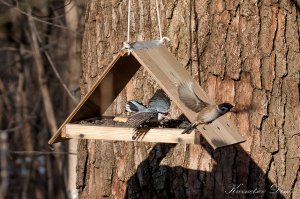 Поползень гоняет Воробья.