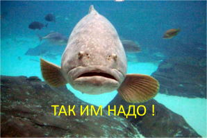 10 самых крупных акул пойманных человеком