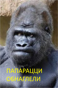 Пьяная горилла дала в глаз фотографу