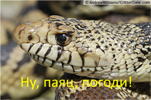 Австралийский паук решил побаловать себя змеиным мясом
