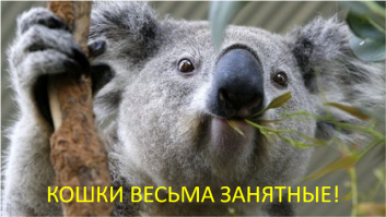 30 веселых фотографий с животными 