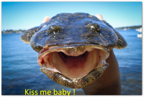 10 суперспособностей животного мира