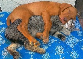 100 самых ценных снимков собак